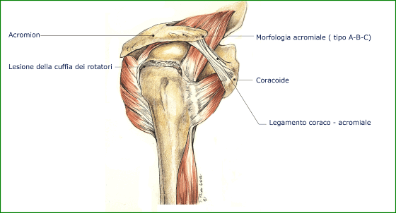 Pillole di anatomia funzionale: la cuffia dei rotatori